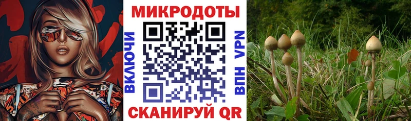Псилоцибиновые грибы Magic Shrooms  купить наркоту  Тольятти 